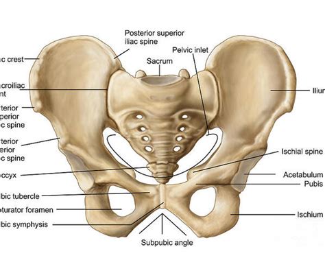 Anatomy Of Human Pelvic Bone Poster by Stocktrek Images