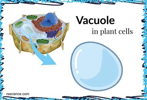 Vacuole Function and Structure - Extra Space Storage - Rs' Science