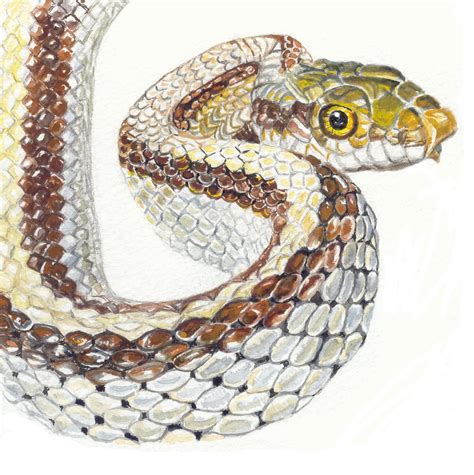 Snake Watercolor at PaintingValley.com | Explore collection of Snake Watercolor