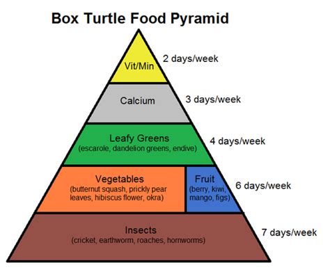 Box Turtle Food Pyramid - Complete Critter