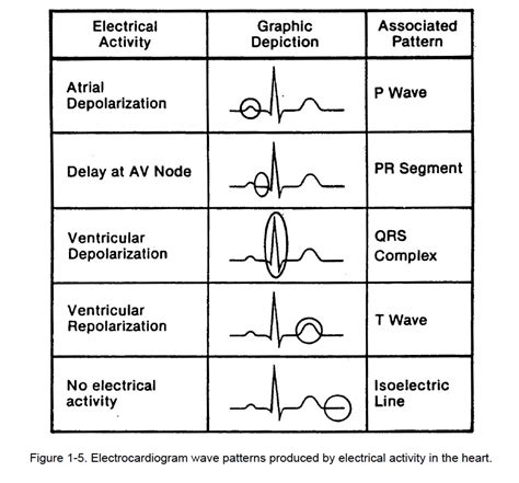 Ecg Waves | Hot Sex Picture