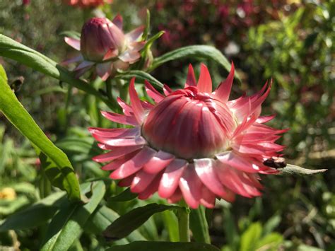 Strawflower – Truelove Seeds