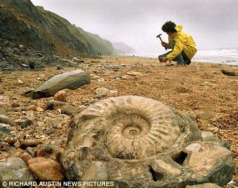 Fossils: Fossils Jurassic Coast