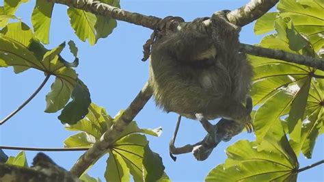 A rare video captured the heart-stopping moment a sloth gave birth in a tree | CNN