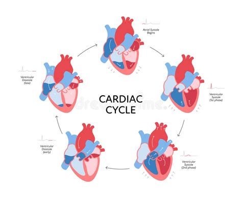 Cardiac Cycle Phases Diagram