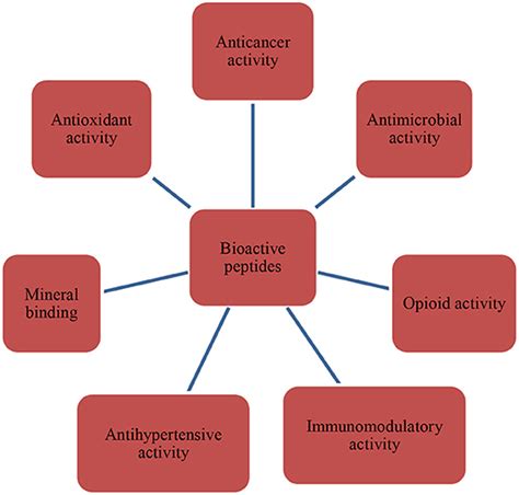 Frontiers | Bioactivities, Applications, Safety, and Health Benefits of Bioactive Peptides From ...