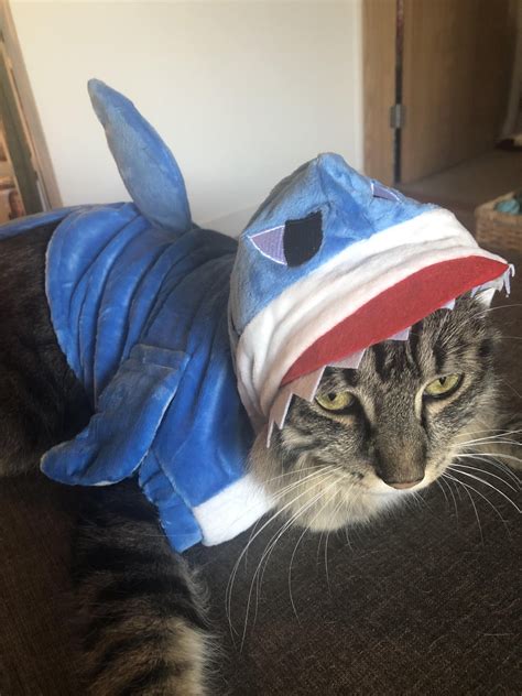 FH bought our cat a shark costume. He looks less than enthused. : r/aww