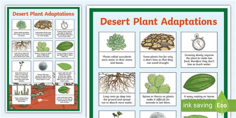 Desert Plants Adaptations for Kids | Display Poster - Twinkl