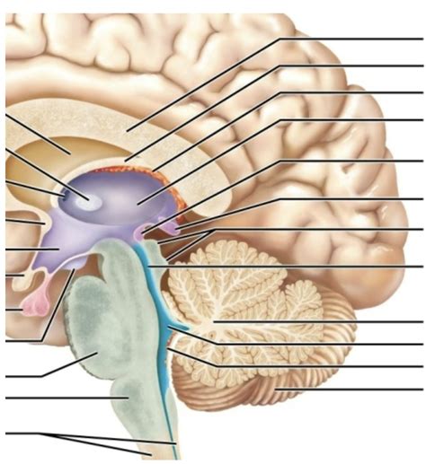 epithalamus (brain #6) Diagram | Quizlet