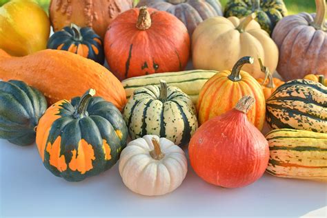 12 Varieties Of Winter Squash (Edible, Tastiest, Large and Small Types) - Miss Vickie