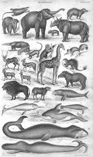 Caribbean Paleobiology: Marine Mammals in an Old Print