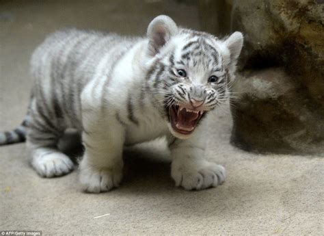 Liberec Zoo's white tiger cub bares its fangs in front of its proud ...