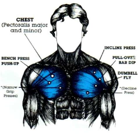 Developing Those Chest Muscles - CalorieBee