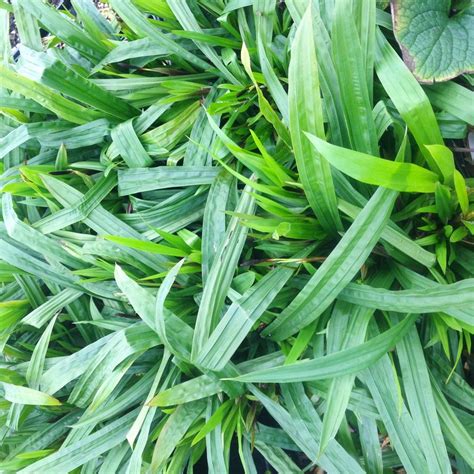 Carex plantaginea Seersucker Sedge from Babikow Wholesale Nursery