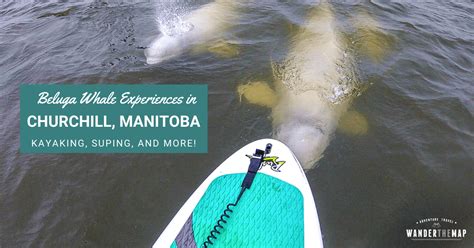 Beluga Whale Experiences in Churchill, Manitoba - Wander The Map