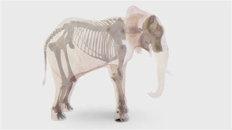 African Elephant, skeleton - 3D model by Mieke Roth (@miekeroth) [0a7cb29] - Sketchfab