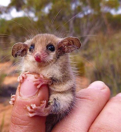 Western Pygmy Possum Facts: Profile, Traits, Teeth, Pet, Baby - Mammal Age