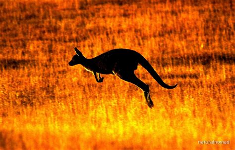 "Kangaroo Sunset" by naturalnomad | Redbubble