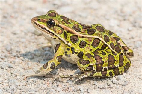 How do frogs survive winter? Why don't they freeze to death? - Scientific American