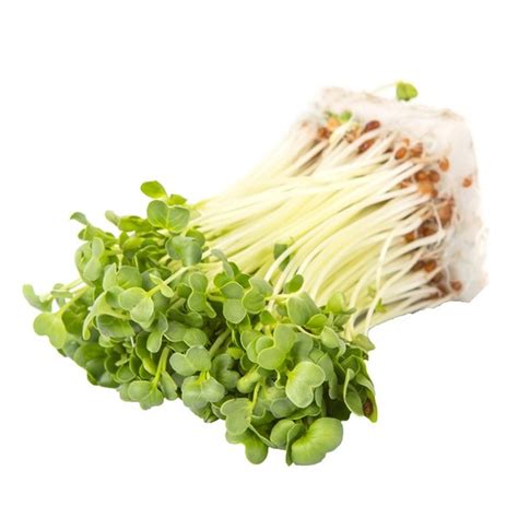 Daikon Radish Sprouts (4 oz) - Instacart