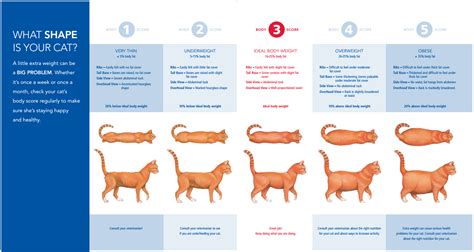 Cat Weight Chart | Sphynxlair