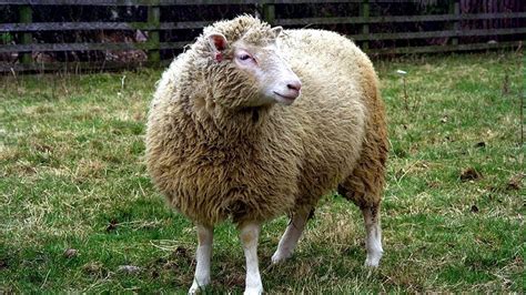 Dolly the Sheep Didn’t Die Prematurely Because She Was a Clone