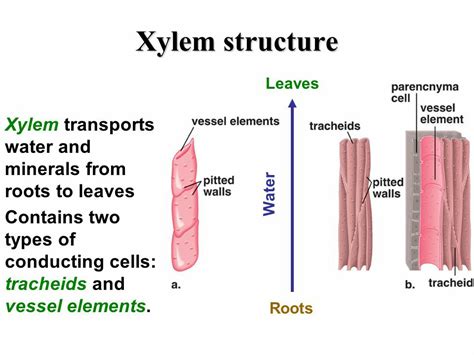 Structure of xylem vessel tracheid - Science - Life Processes - 11384471 | Meritnation.com