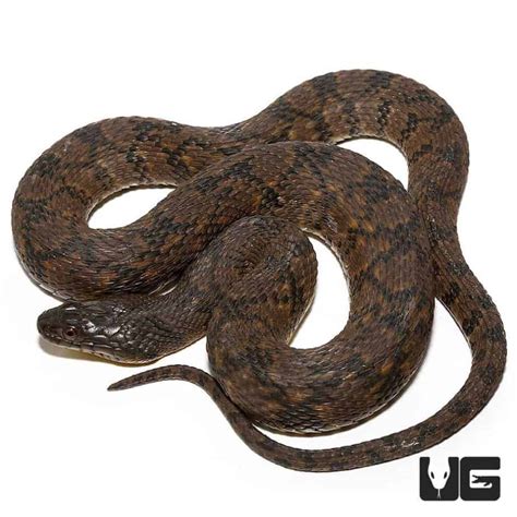 Diamondback Water Snake For Sale - Underground Reptiles