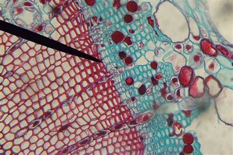 Phloem Cell Microscope