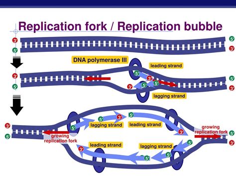 What Is Replication Fork