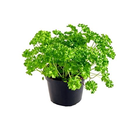 Parsley | Nurture Plant