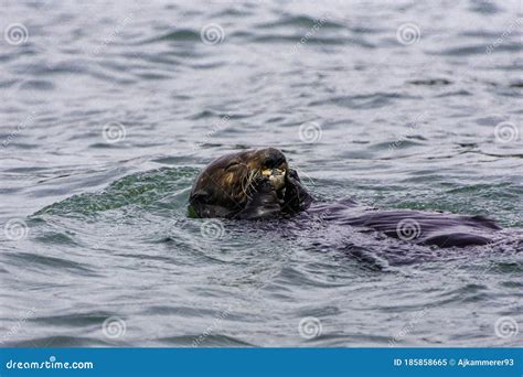 Adorable Pacific Sea Otter Swimming, Diving, Eating Clams and Mollusks Stock Image - Image of ...