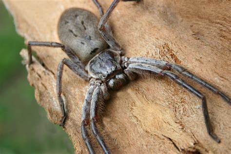 Giant huntsman spider: The largest spider by leg span | Live Science