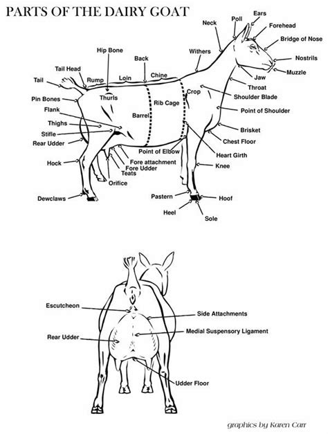 Dairy Goat Anatomy | American Goat Society