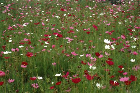 How to Propagate a Poppy Plant