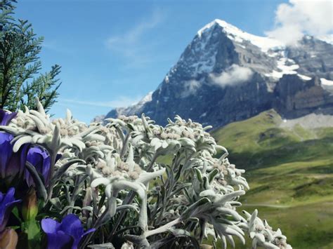 Edelweiss Flowers: An In-Depth Look at Their Meaning, Symbolism, and Cultural Significance ...