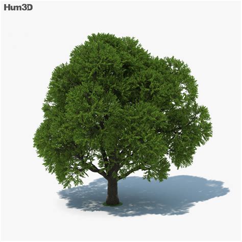 Oak Tree 3D model - Download Trees on 3DModels.org