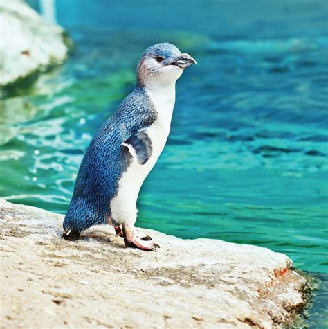 Blue penguin | Size, Predators, & Facts | Britannica