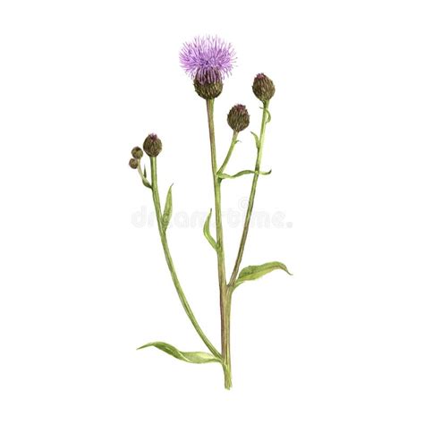 Thistle Drawing Stock Illustrations – 2,812 Thistle Drawing Stock Illustrations, Vectors ...