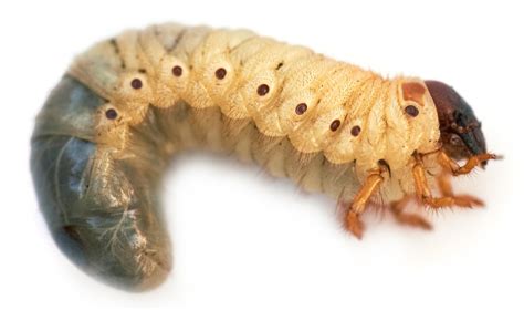 What Do Grubs Look Like? | Grub Identification Guide