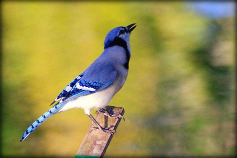 Female Blue Jay Photograph by John Wright