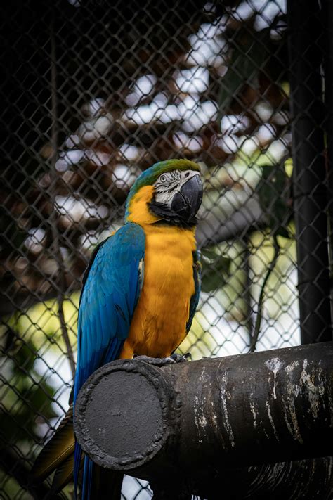 A Macaw in a Cage · Free Stock Photo