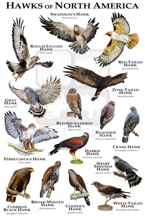 Hawks of North America Poster Print / Field Guide - Etsy | Birds of prey, Backyard birds ...