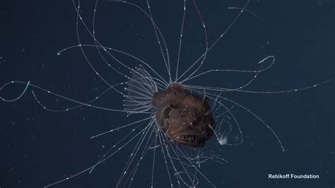 First-ever observations of a living anglerfish, a female with her tiny mate, coupled for life