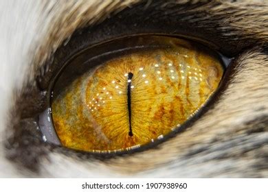 503 Slit Pupil Images, Stock Photos & Vectors | Shutterstock