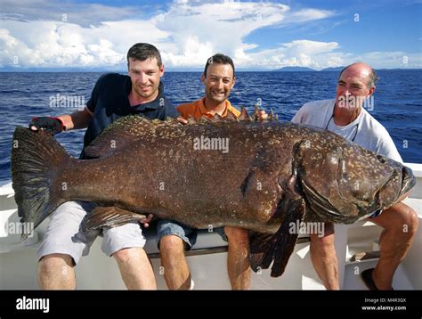 Happy fishermen holding a giant grouper. Deep sea fishing, big game ...