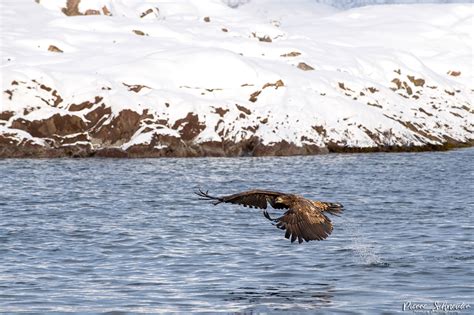 White tailed eagle, Norway