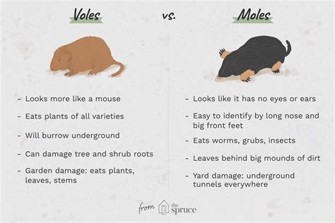 Voles vs. Moles: What's the Difference?