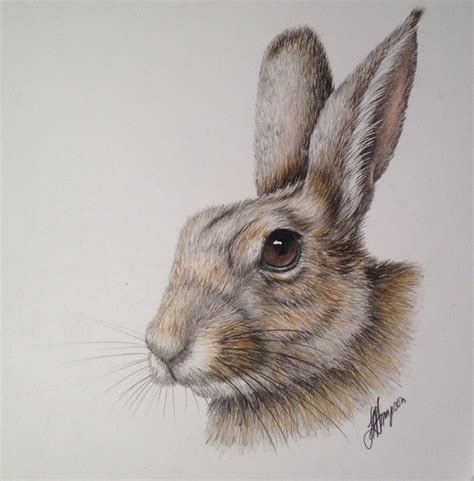 WILD RABBIT – BEGINNERS NATURAL HISTORY COLOURED PENCIL DRAWING :: ONLINE COURSE – The Old Kennels