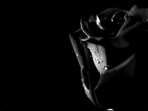 Black Rose Wallpapers - Wallpaper Cave